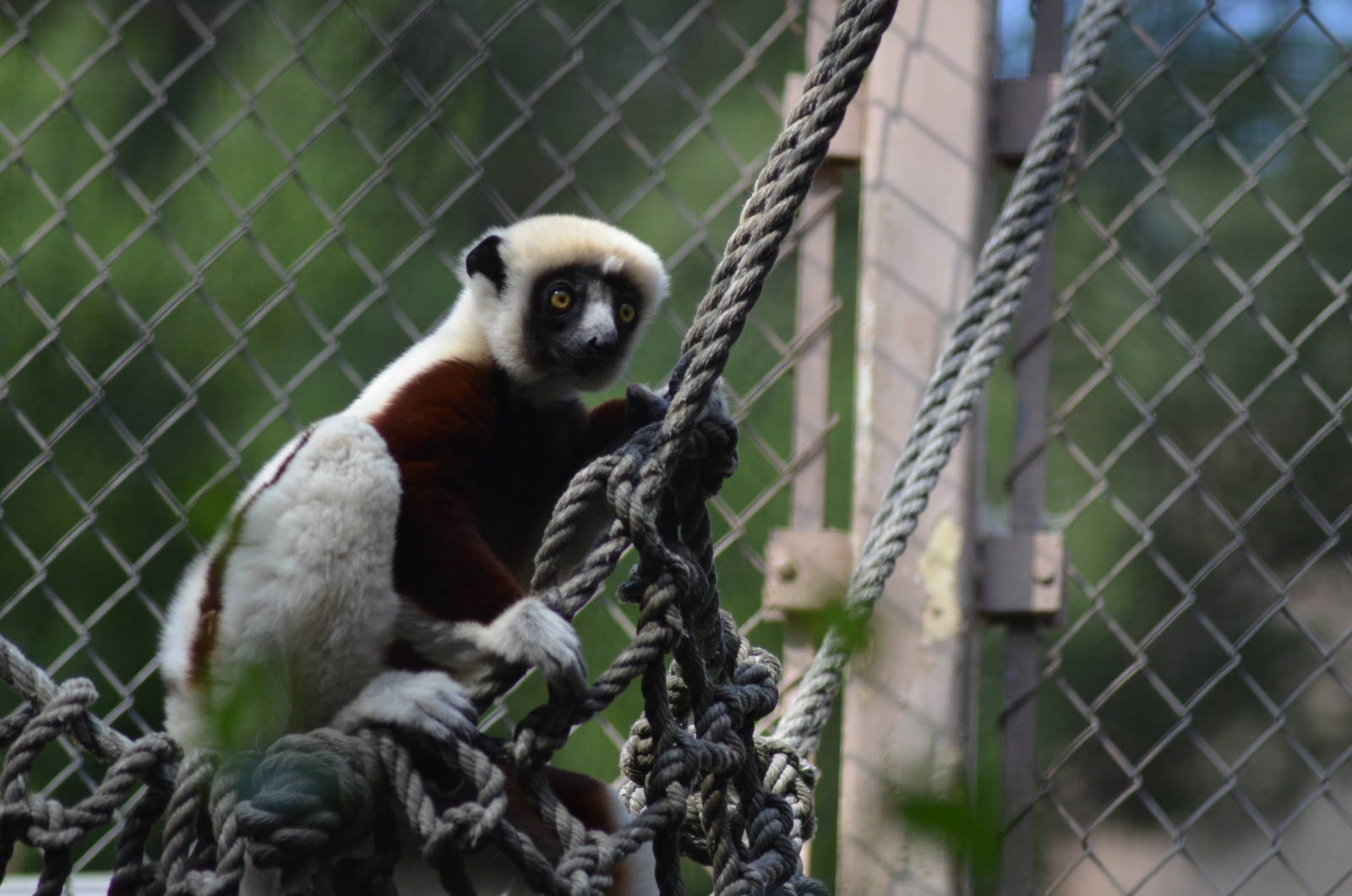 Coquerels Sifaka