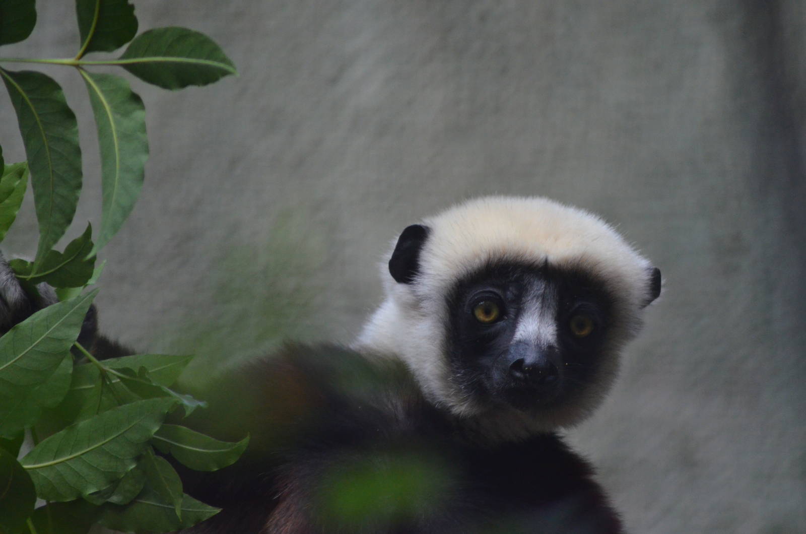 Coquerels Sifaka