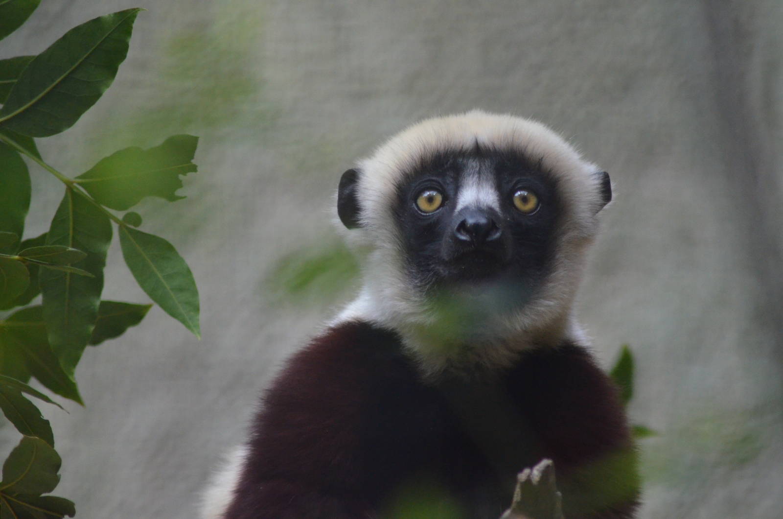 Coquerels Sifaka