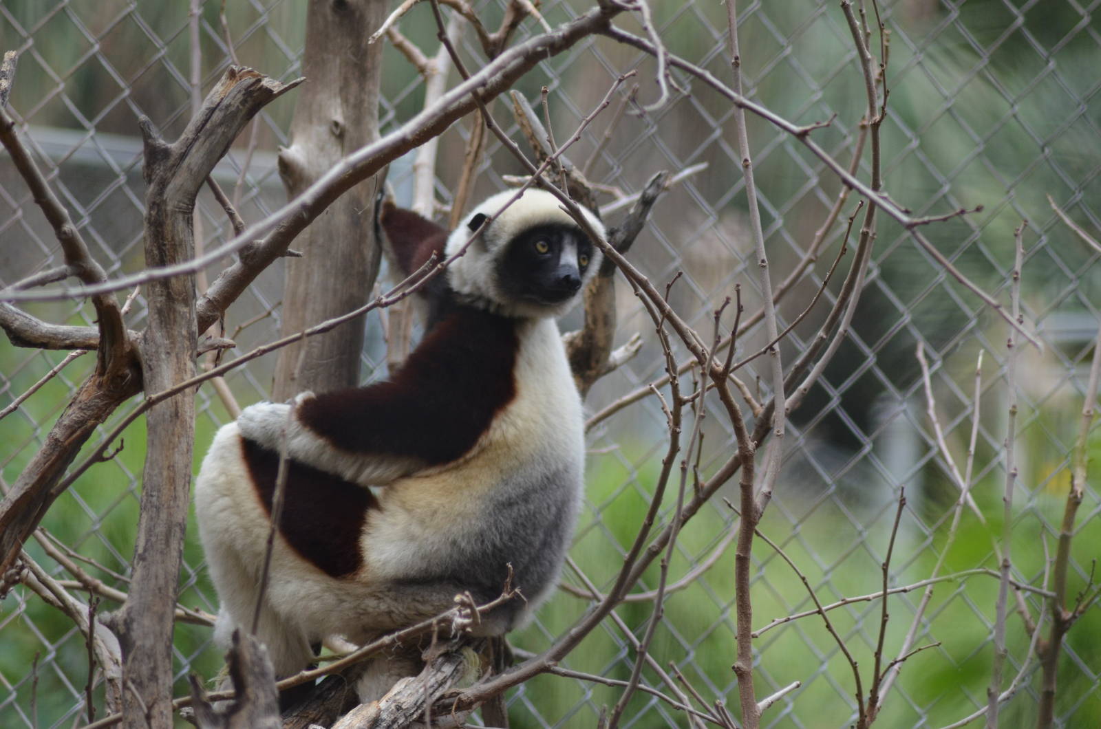Coquerels Sifaka