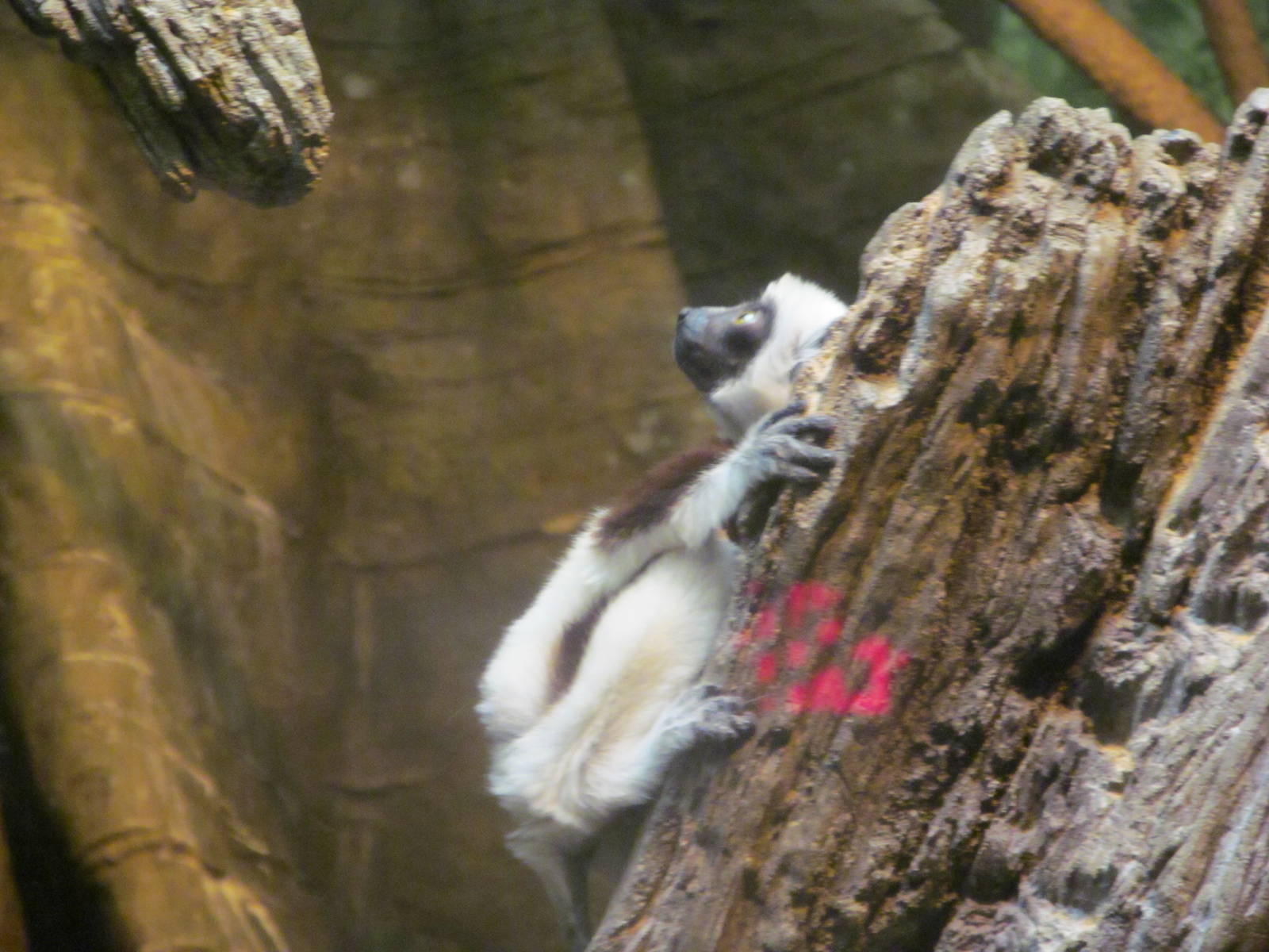Coquerel's Sifaka