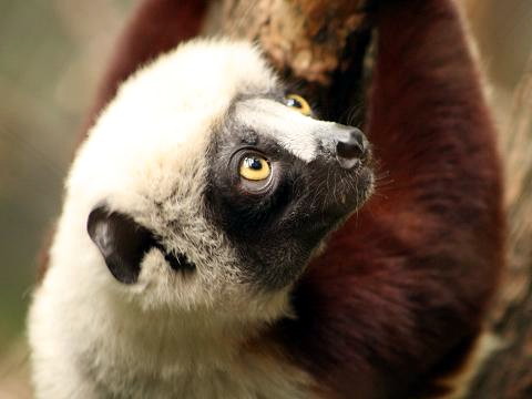 Coquerel's Sifaka