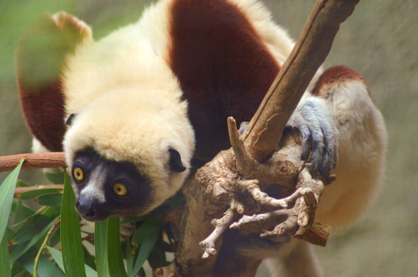 Coquerels Sifaka