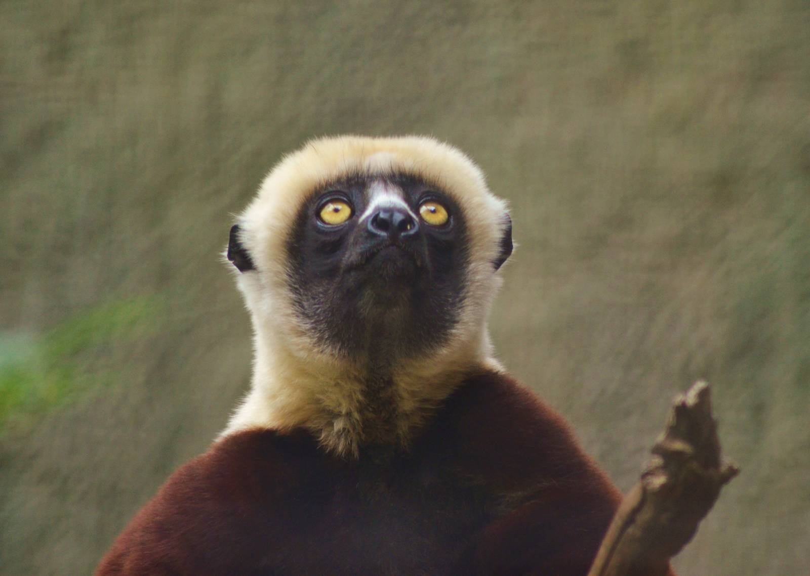 Coquerels Sifaka