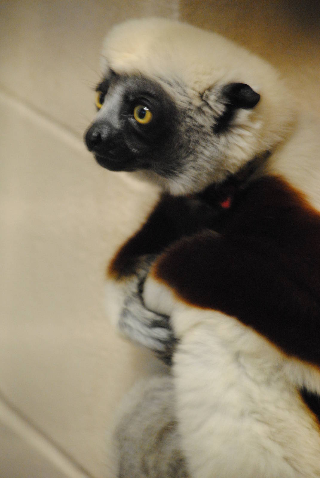 Coquerel's Sifaka