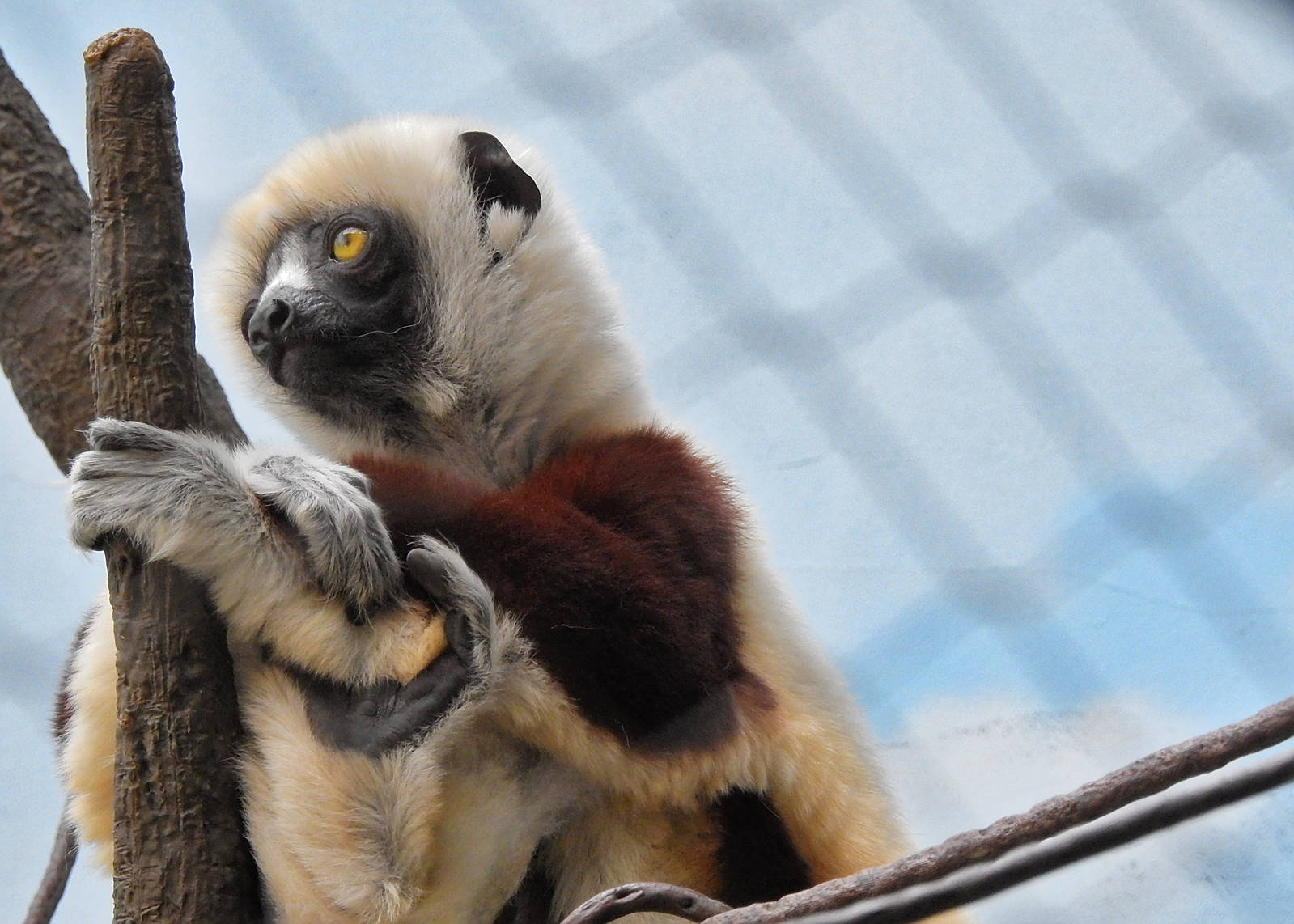 Coquerels sifaka