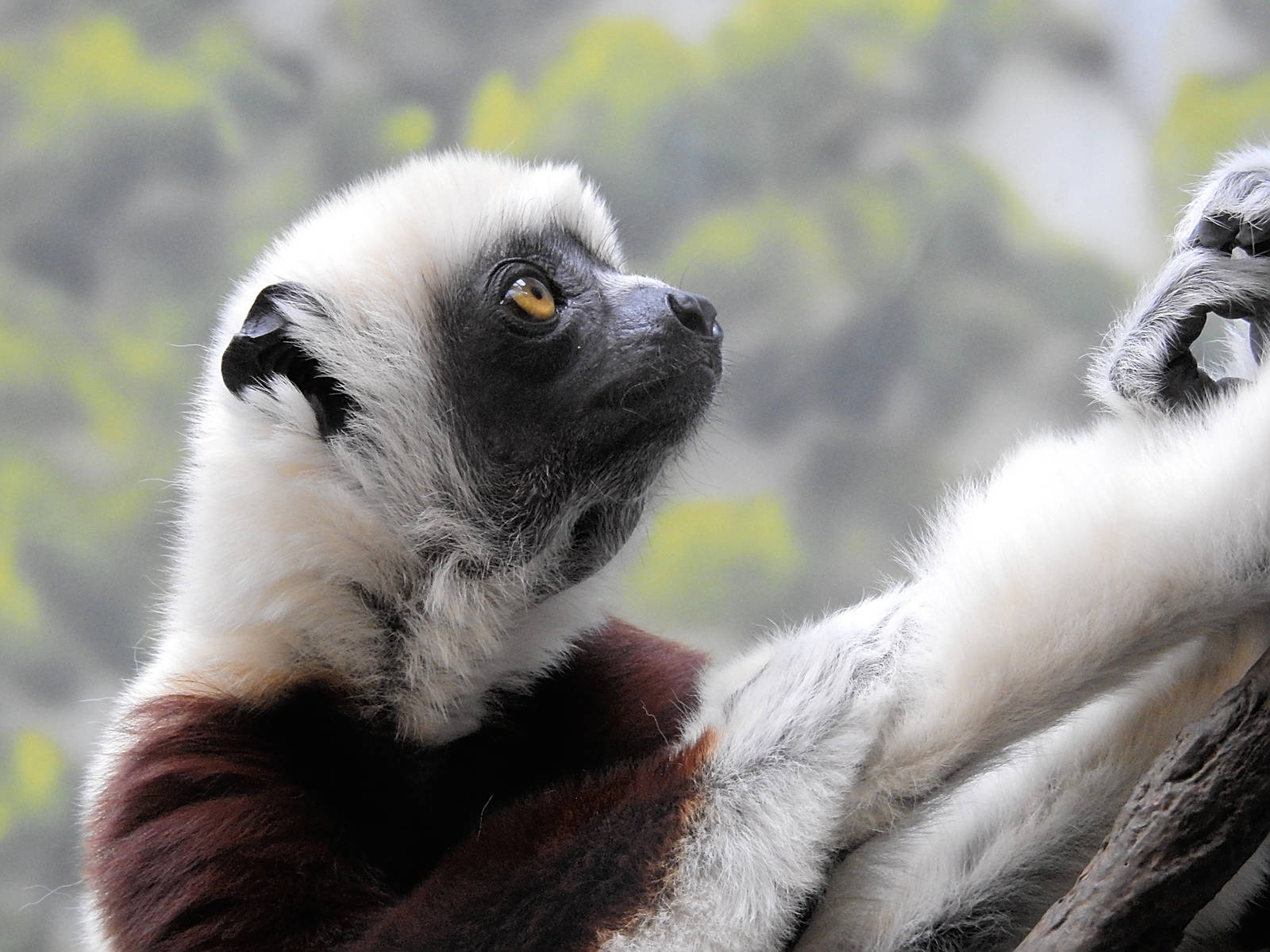 Coquerels sifaka