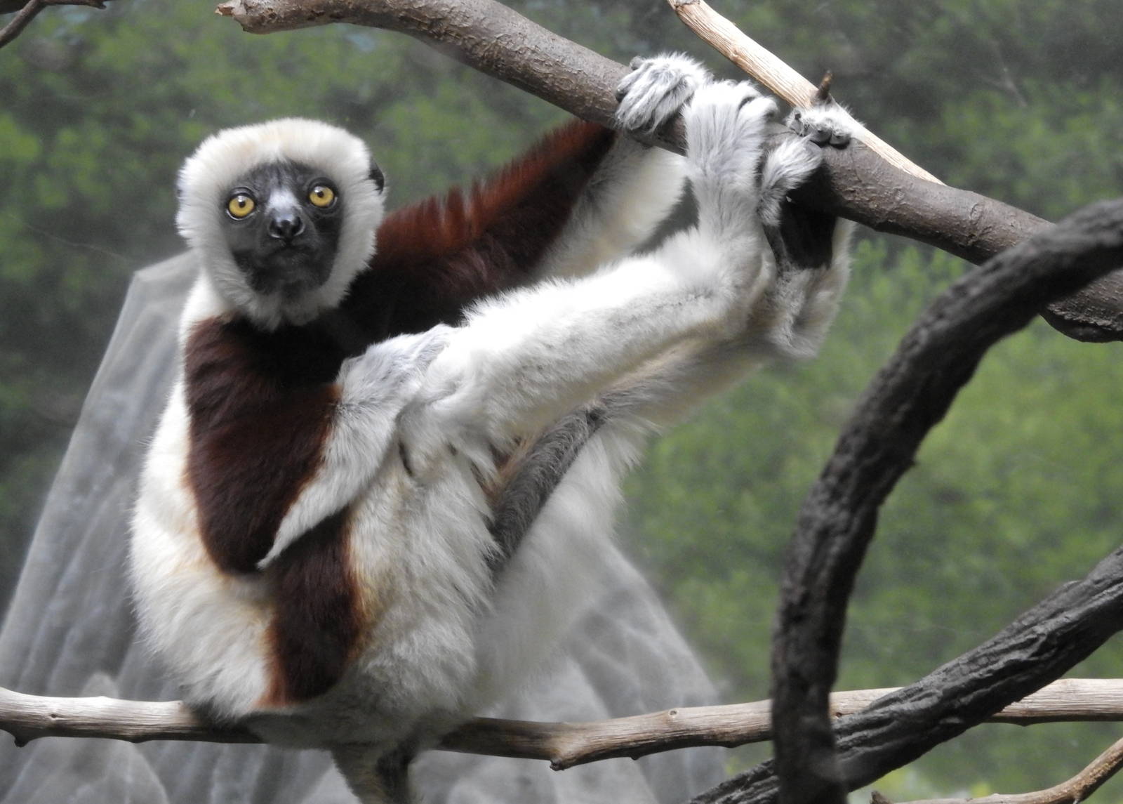 Coquerels sifaka