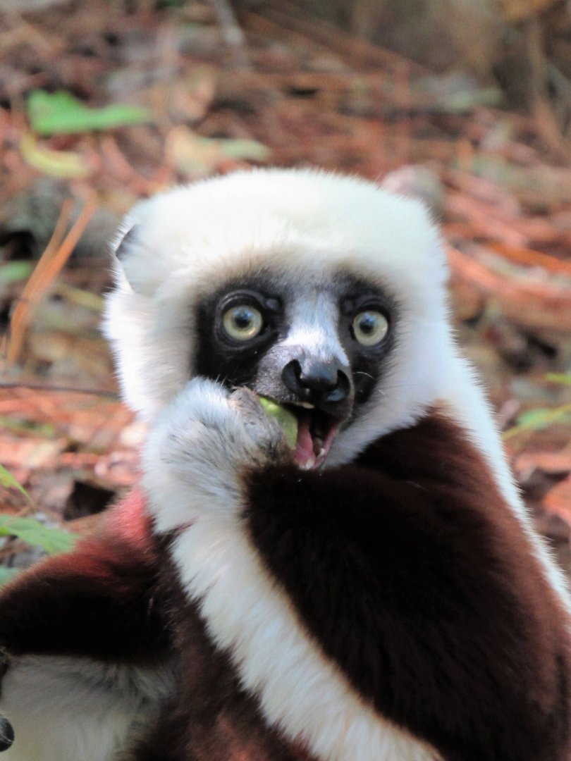 Coquerel's Sifaka