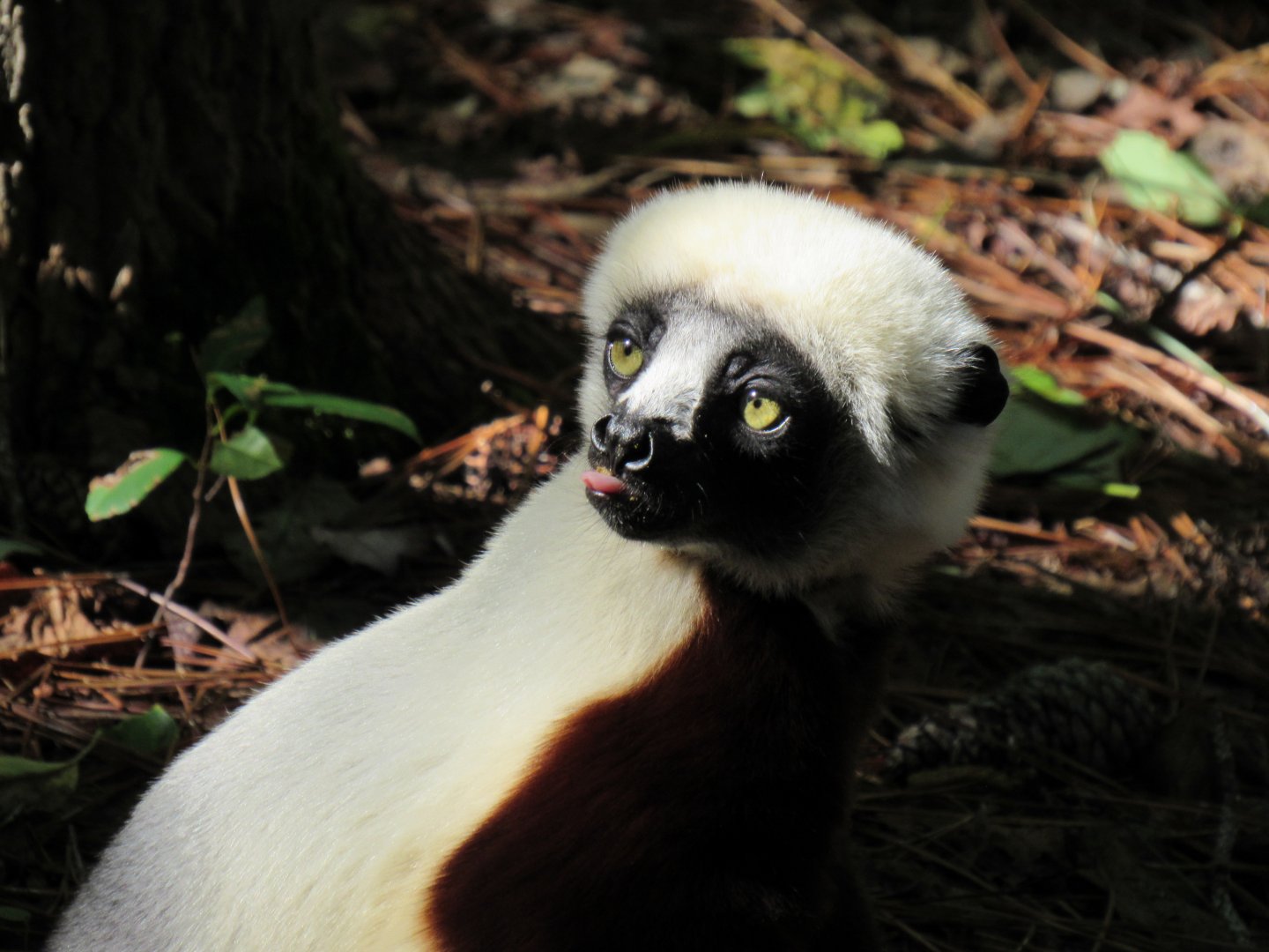 Coquerel's Sifaka