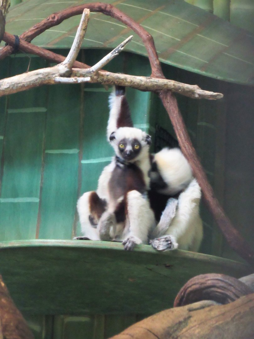 Coquerel's sifaka