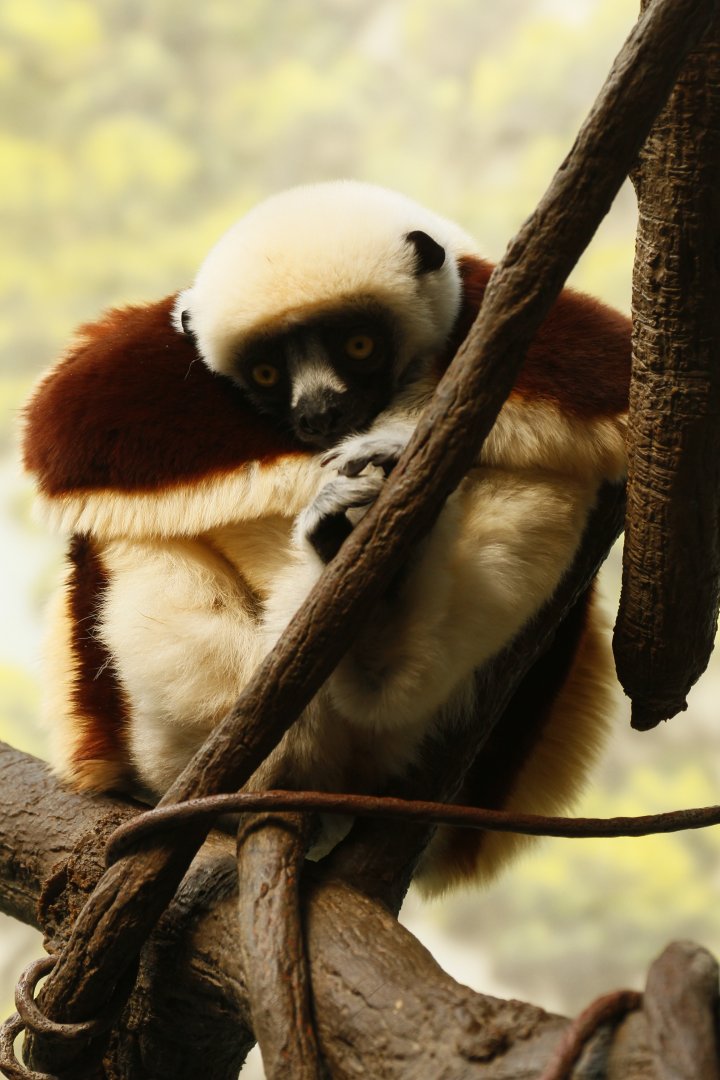 Coquerel's sifaka