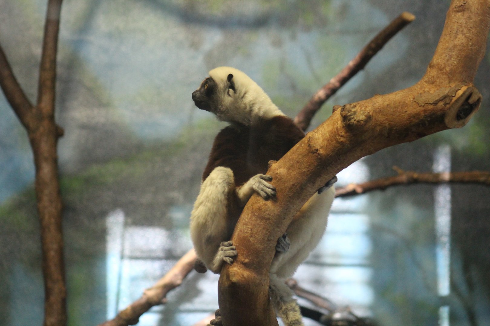 Coquerel's Sifaka