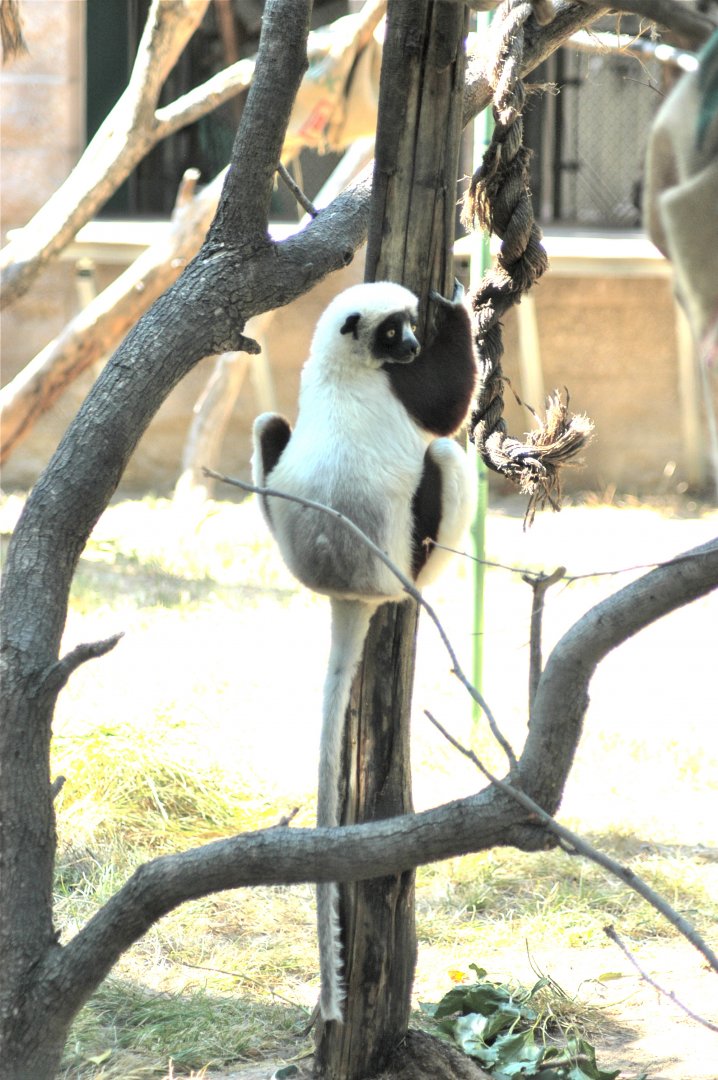 Coquerel's Sifaka