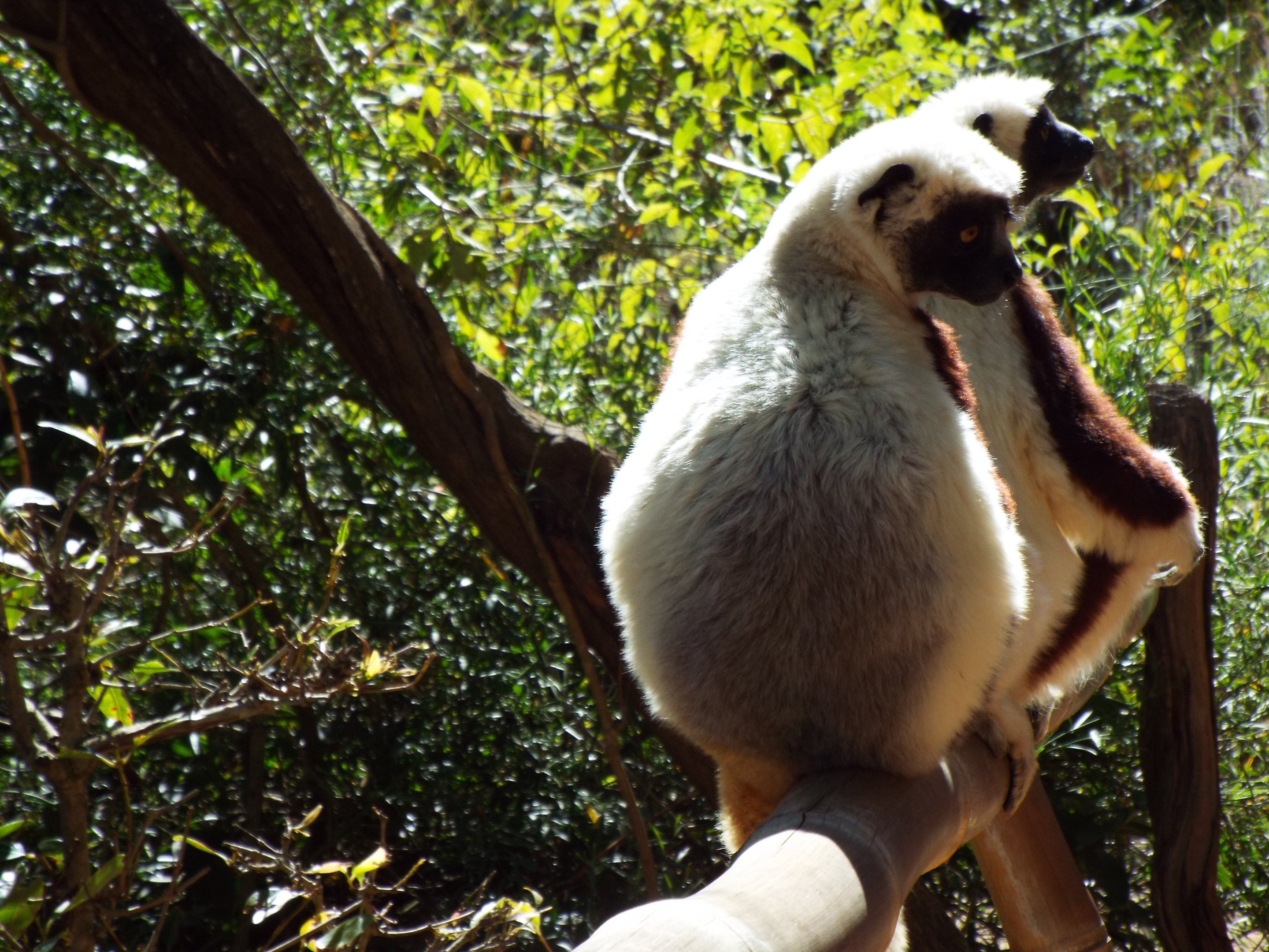 Coquerel's sifaka