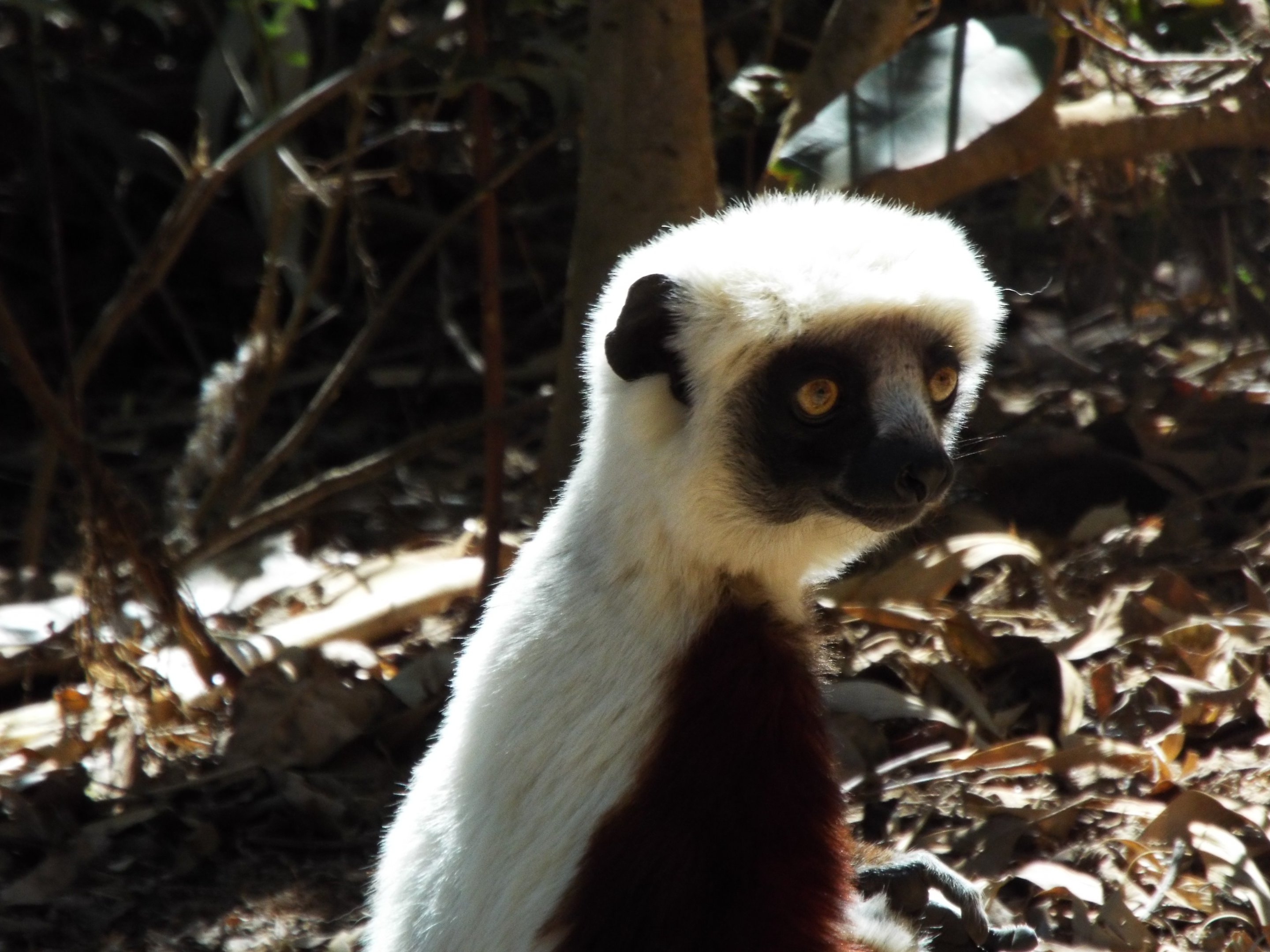 Coquerel's sifaka