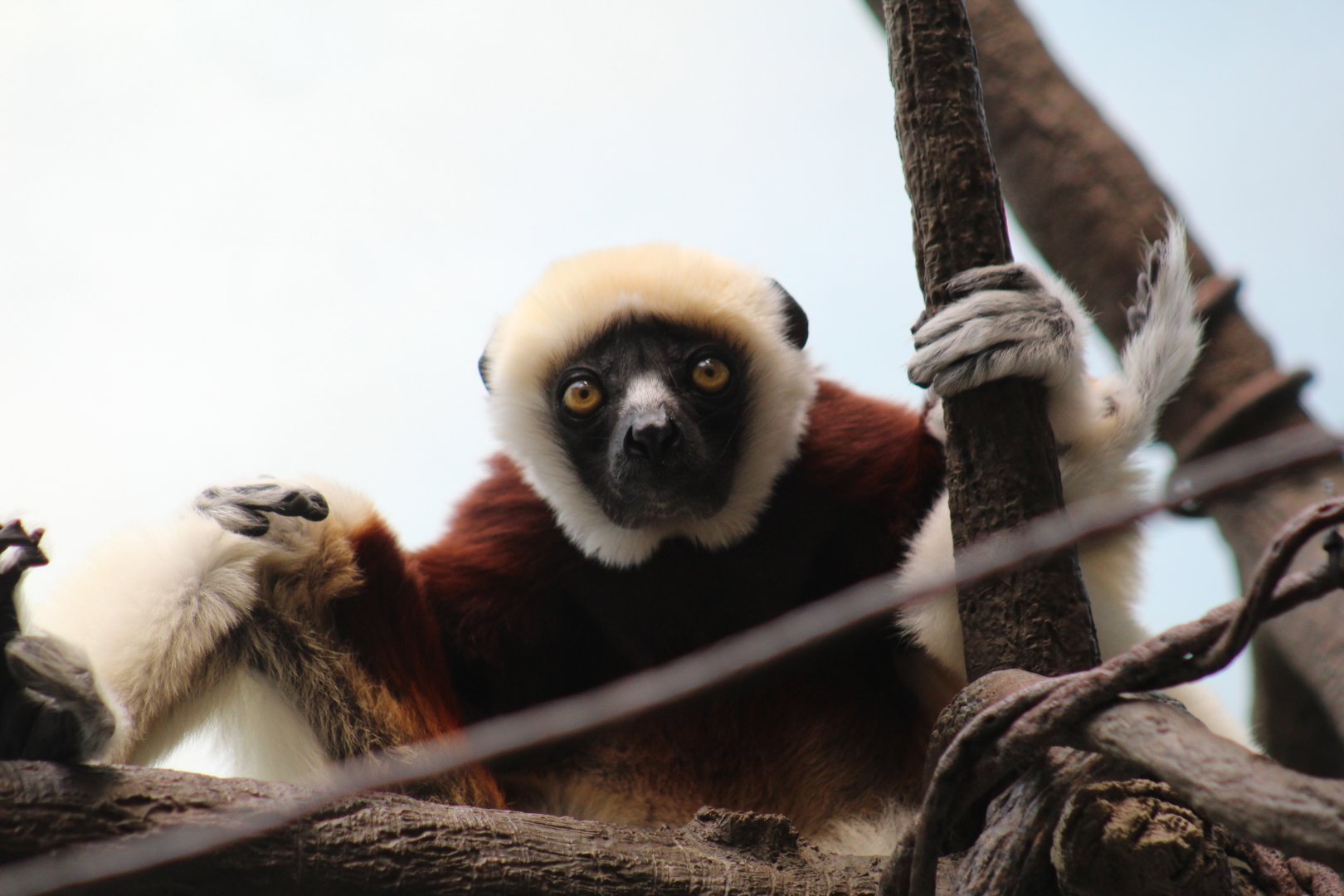 Coquerel's Sifaka