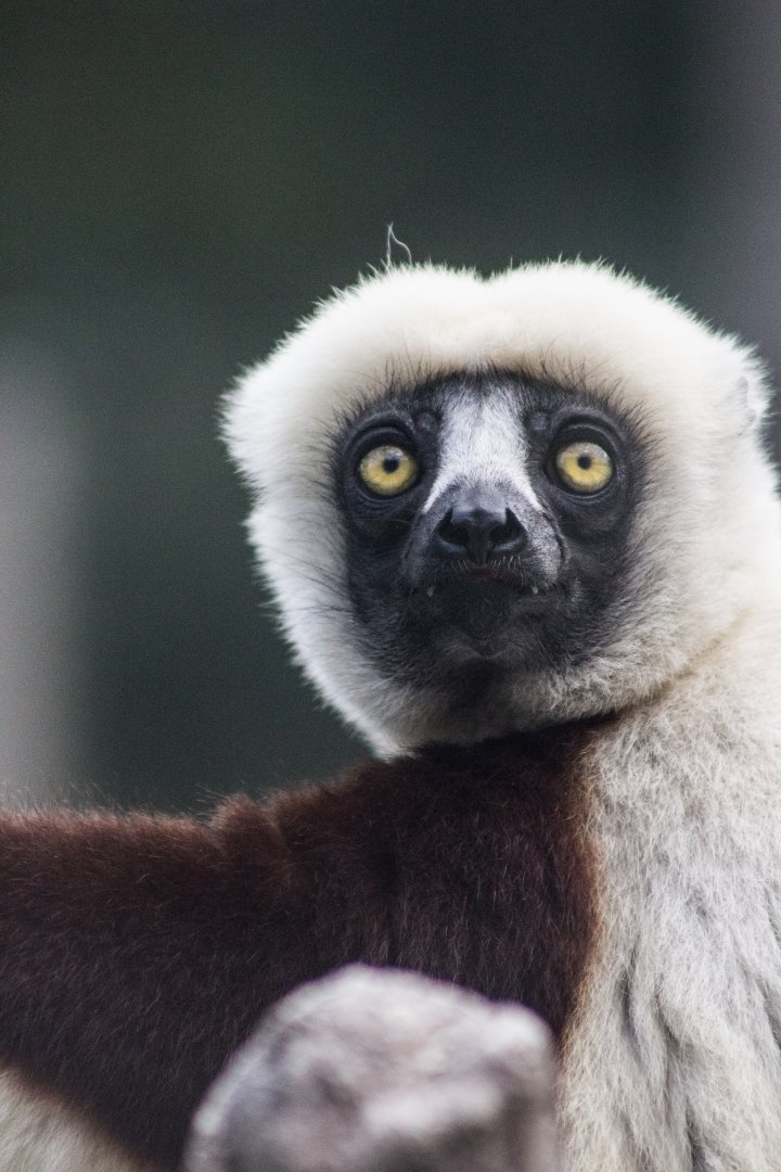 Coquerel's Sifaka