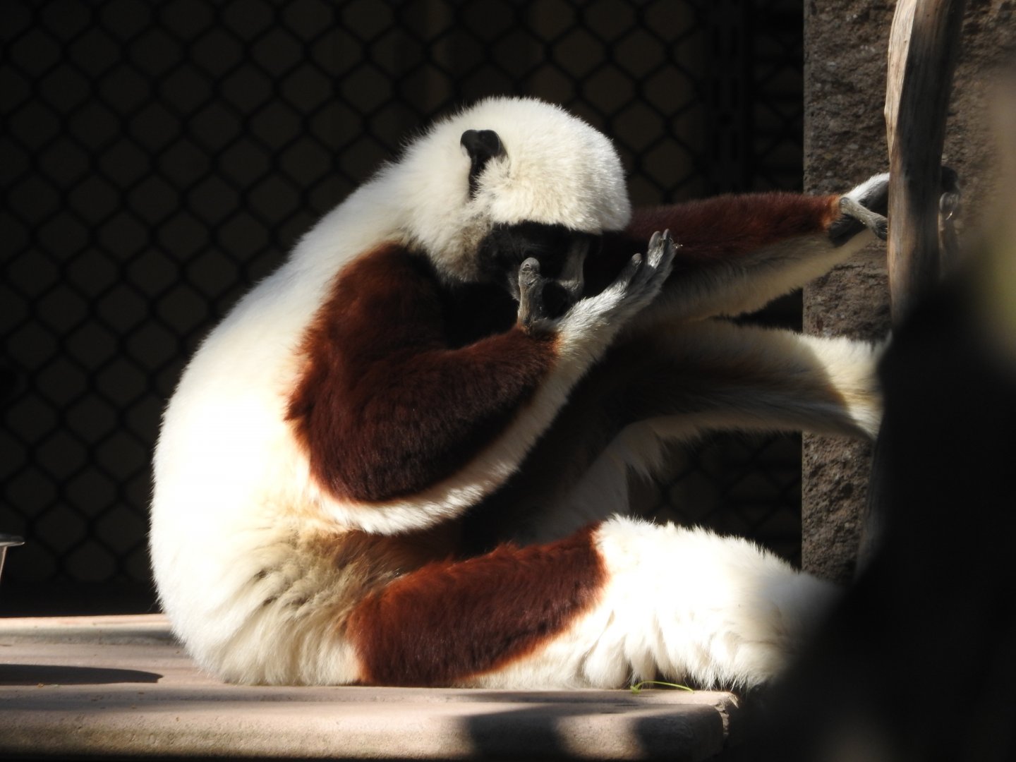 Coquerel's Sifaka