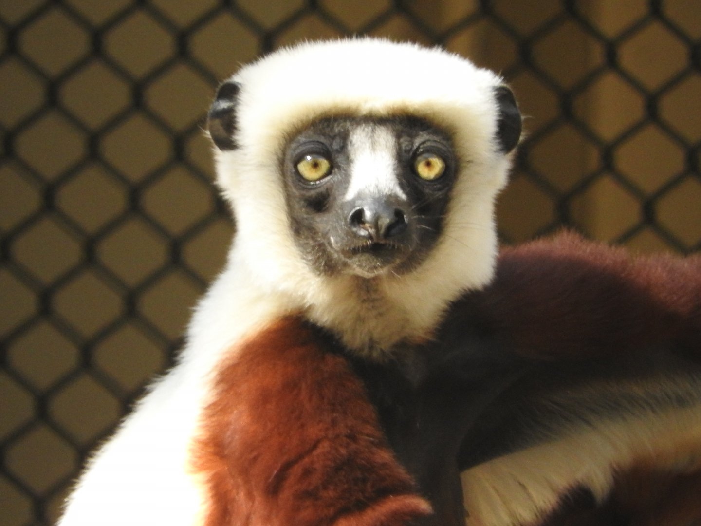Coquerel's Sifaka