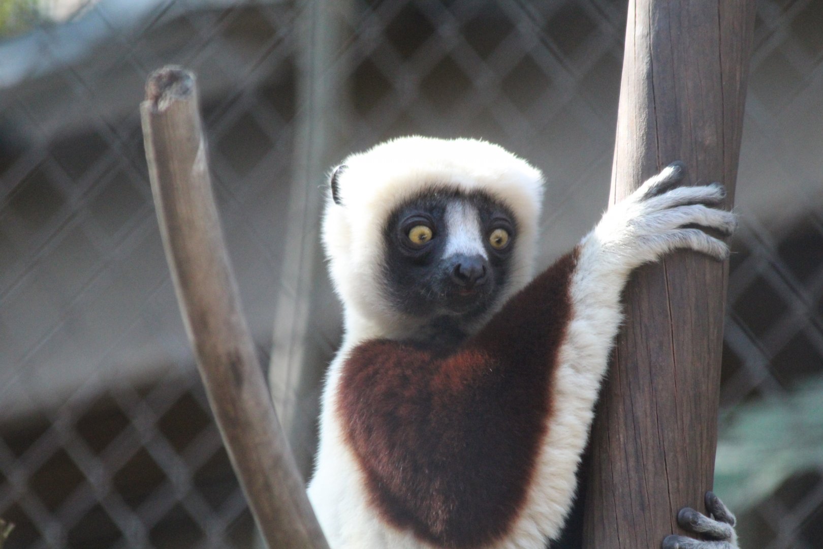 Coquerels Sifaka