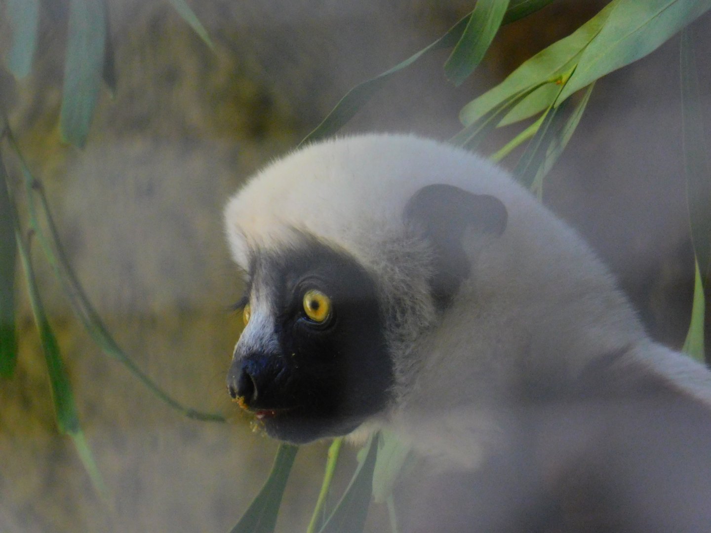 Coquerel’s Sifaka