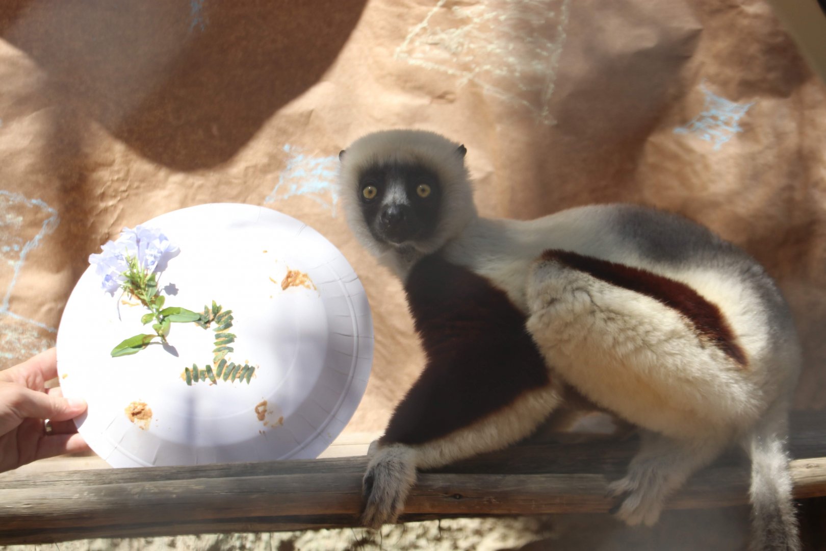 Coquerel’s Sifaka