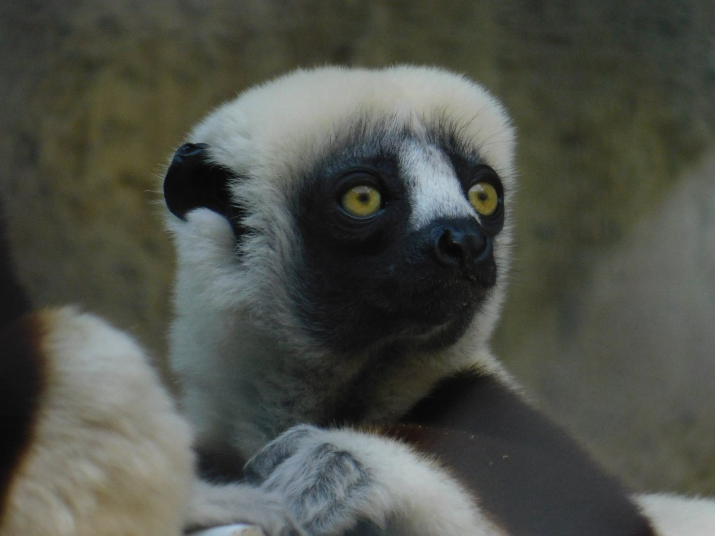 Coquerel’s Sifaka