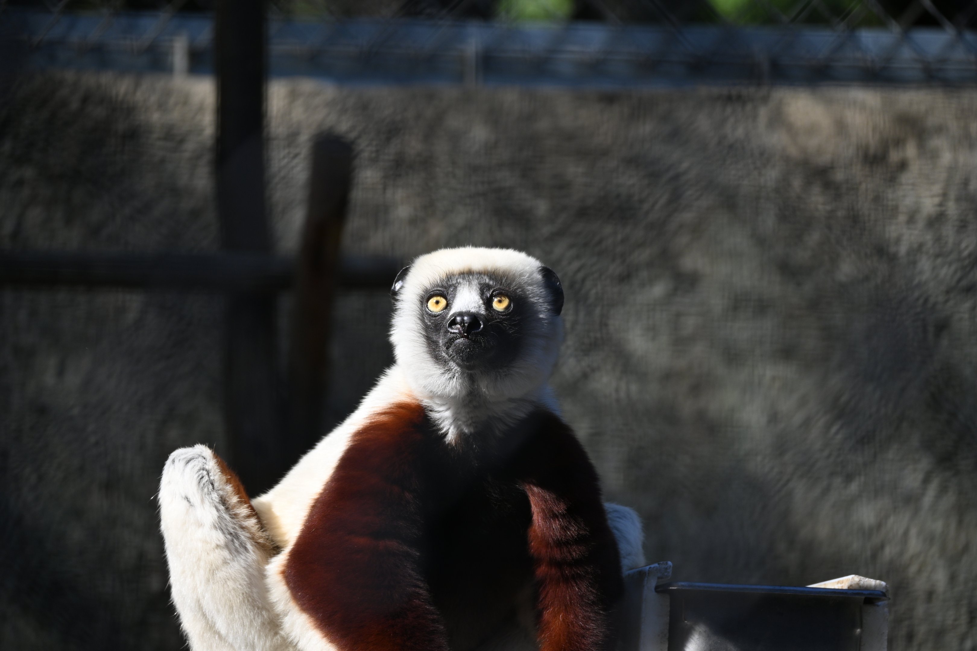 Coquerel’s Sifaka