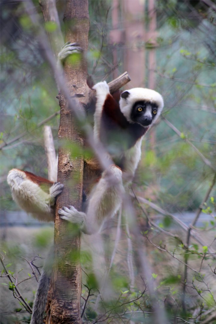 Coquerel's sifaka