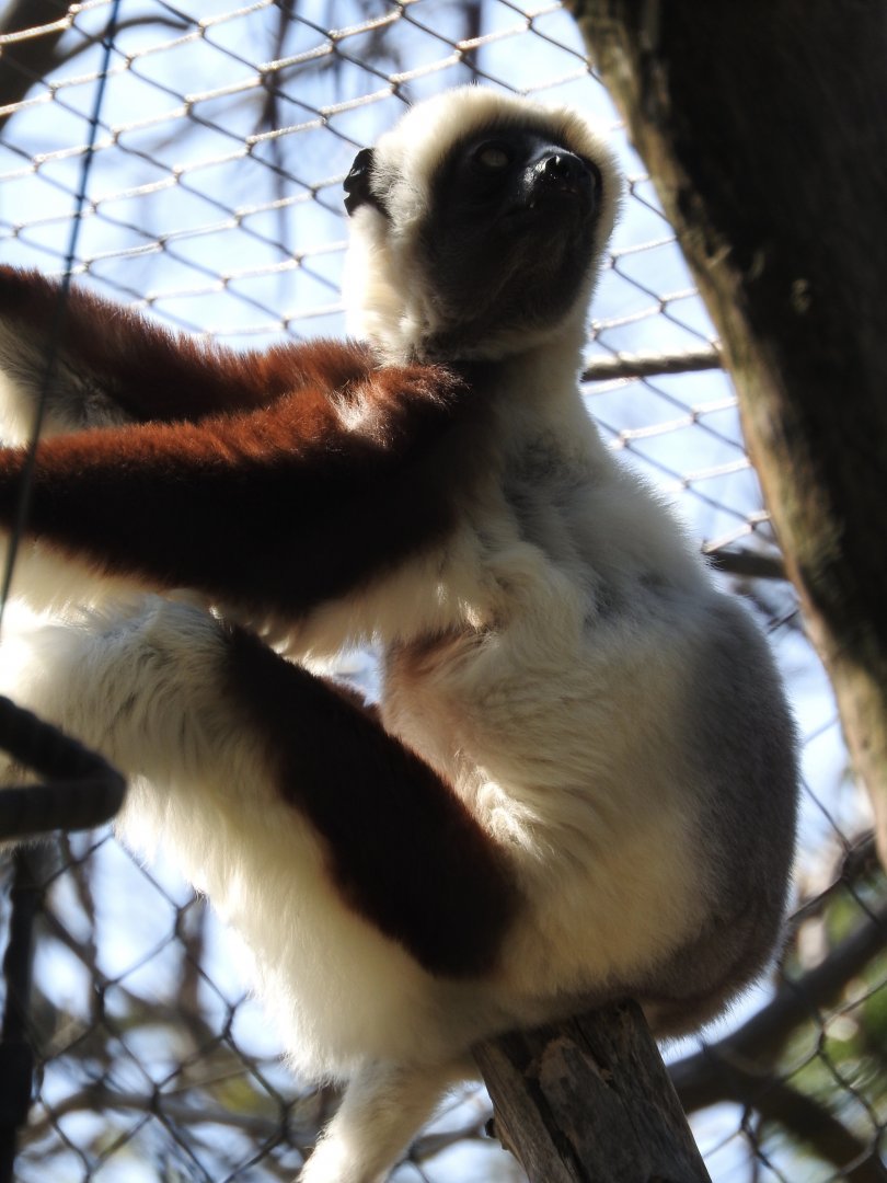 Coquerel's Sifaka
