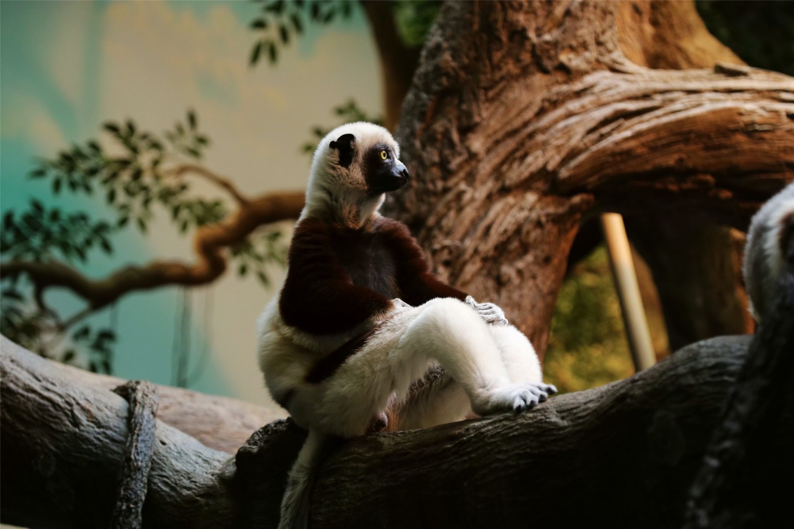 Coquerel's Sifaka