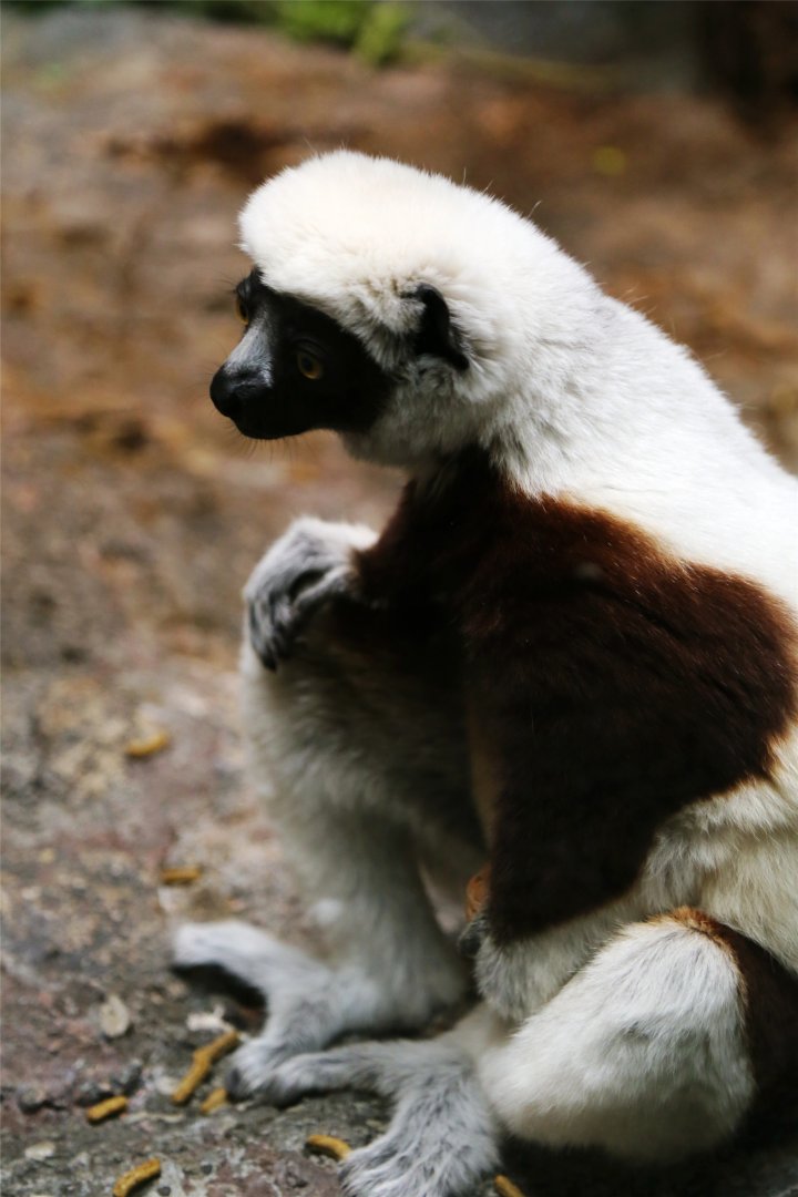 Coquerel's Sifaka