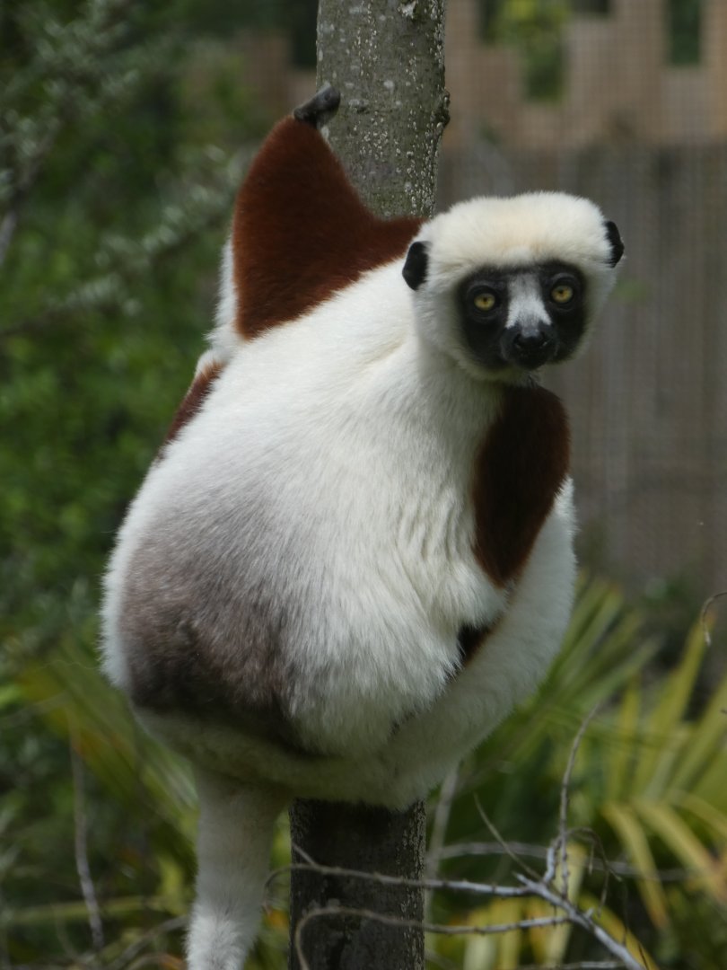 Coquerel's sifaka