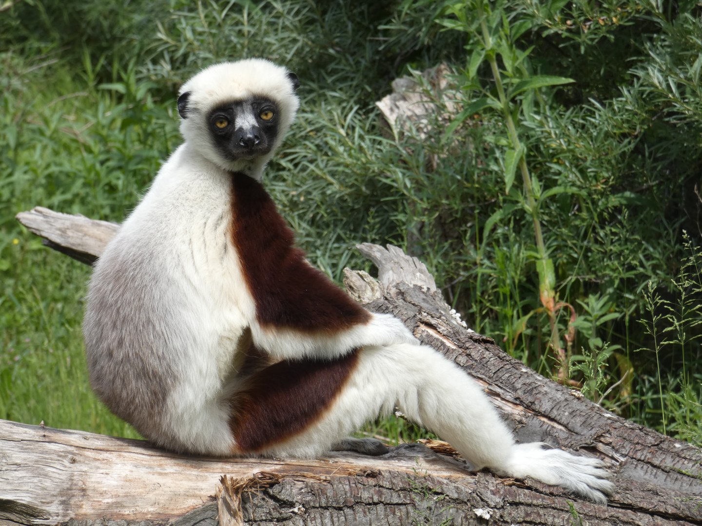 Coquerel's sifaka