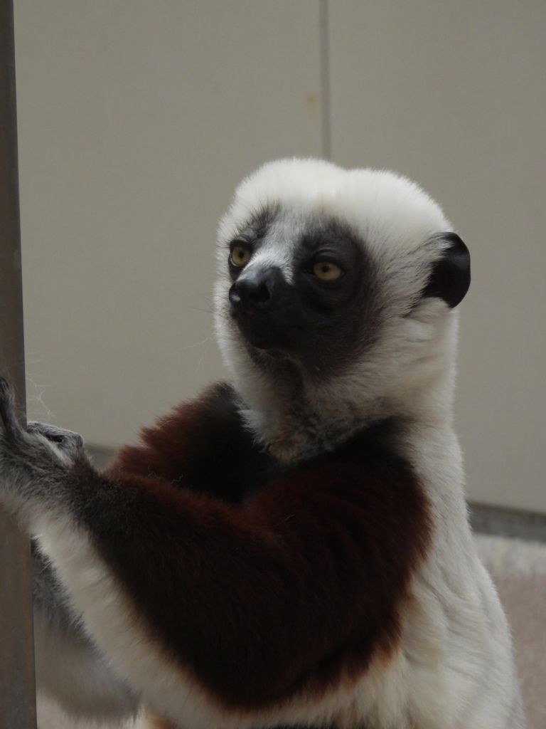 Coquerel's sifaka