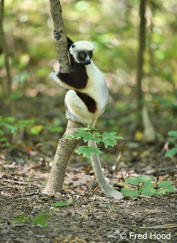 coquerels sifaka