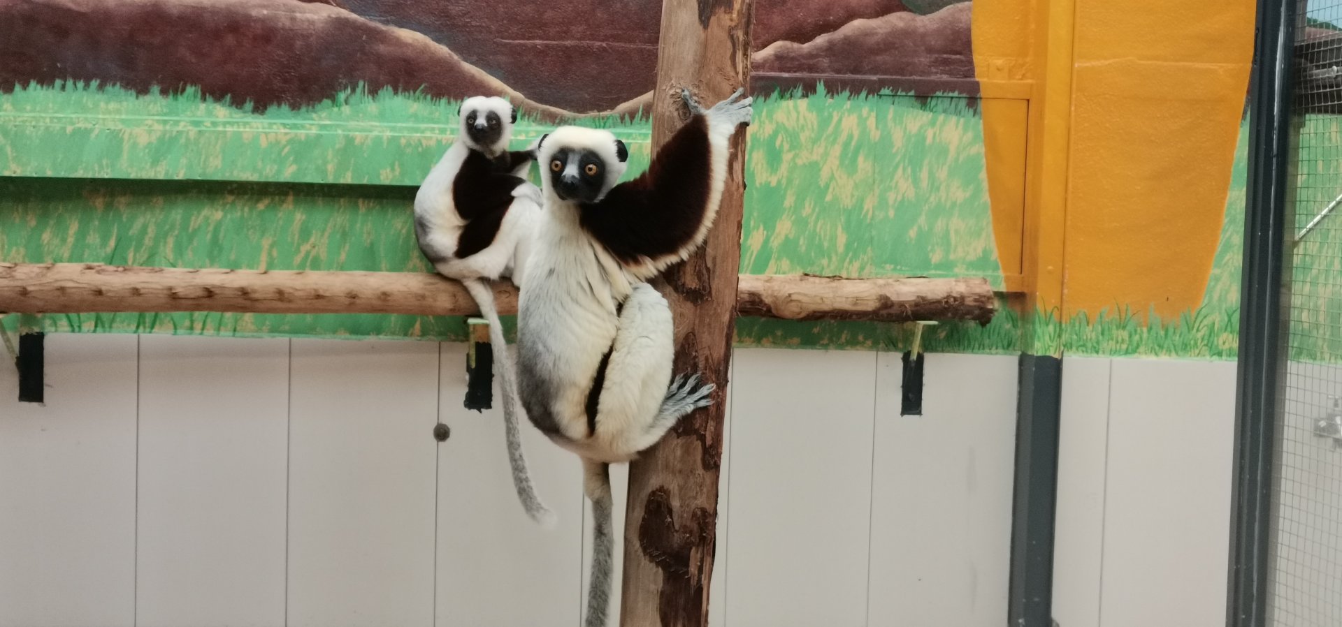 Coquerel's Sifaka