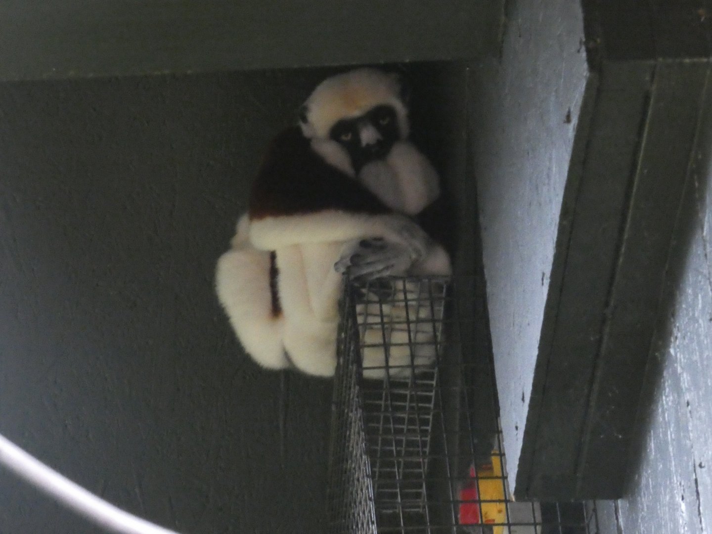 Coquerel's sifaka