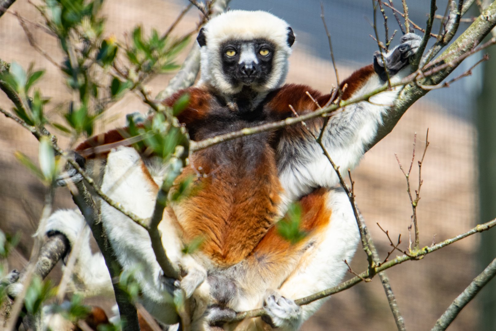 Coquerel's Sifaka