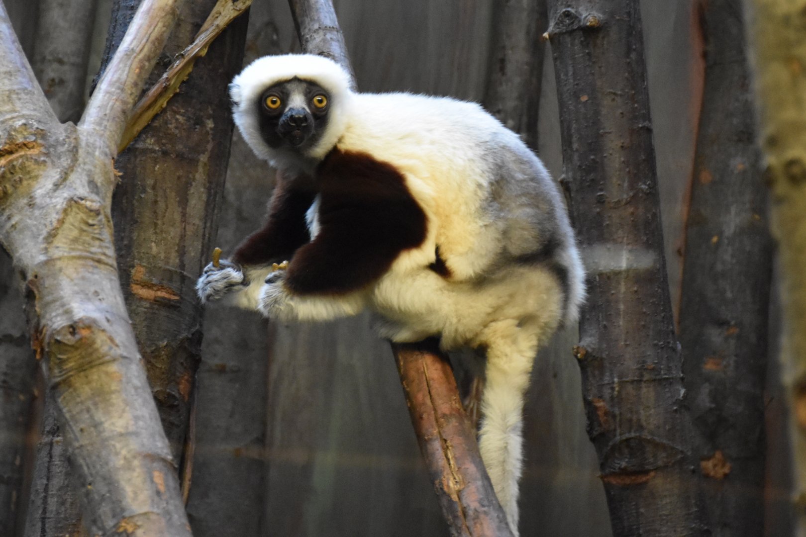 Coquerel's sifaka