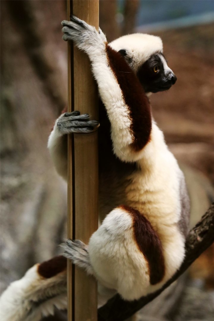 Coquerel's Sifaka