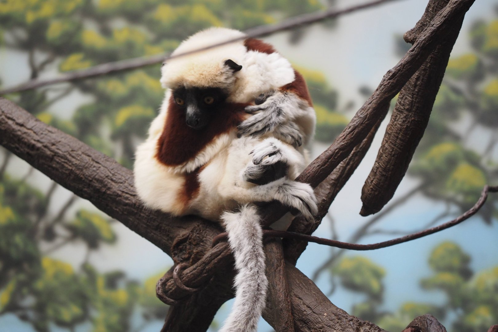 Coquerel's sifaka