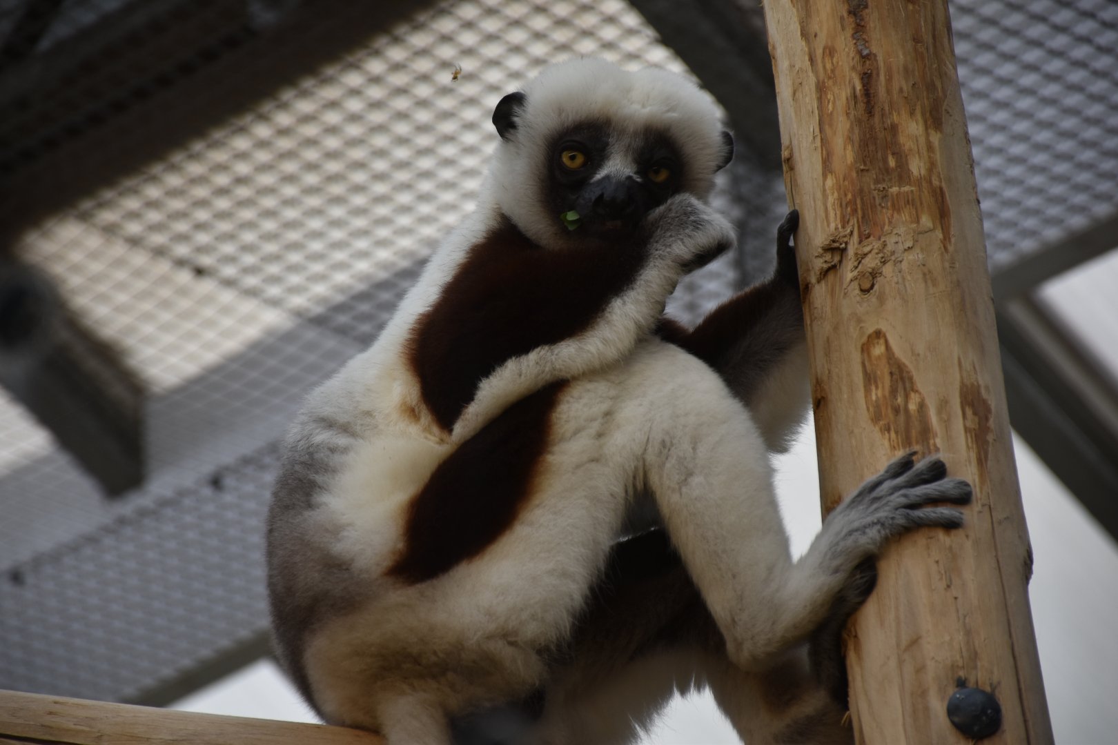 Coquerel's sifaka