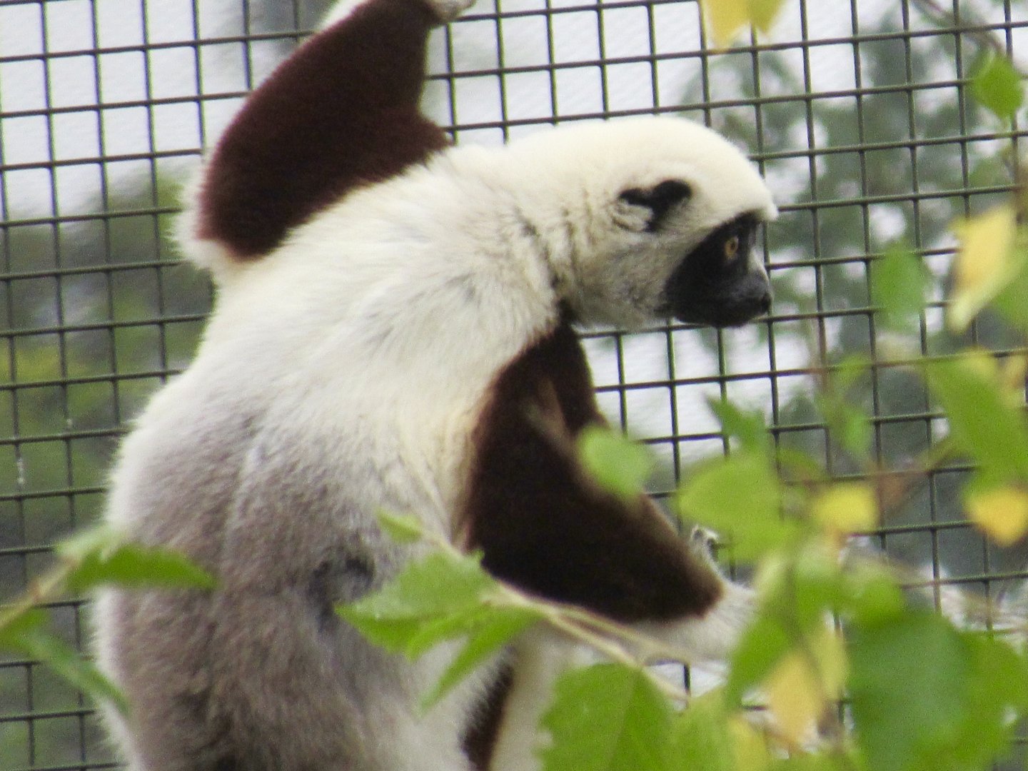 Coquerel’s Sifaka