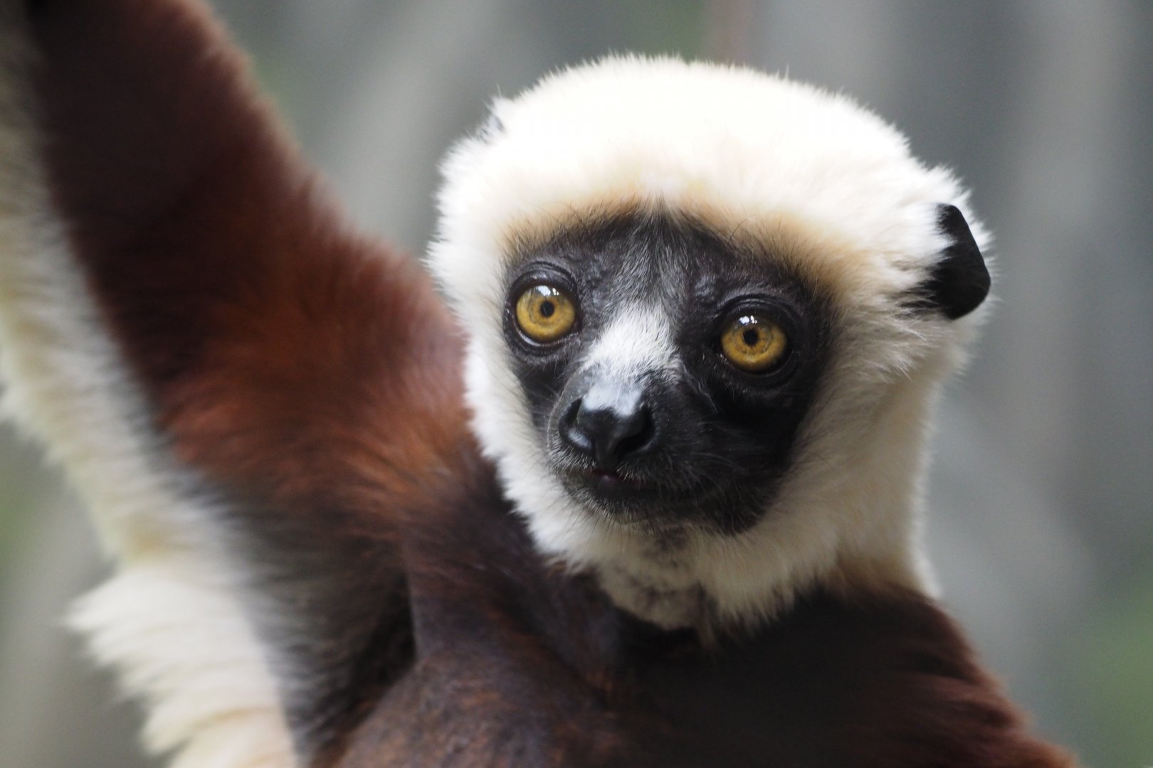 Coquerel's sifaka