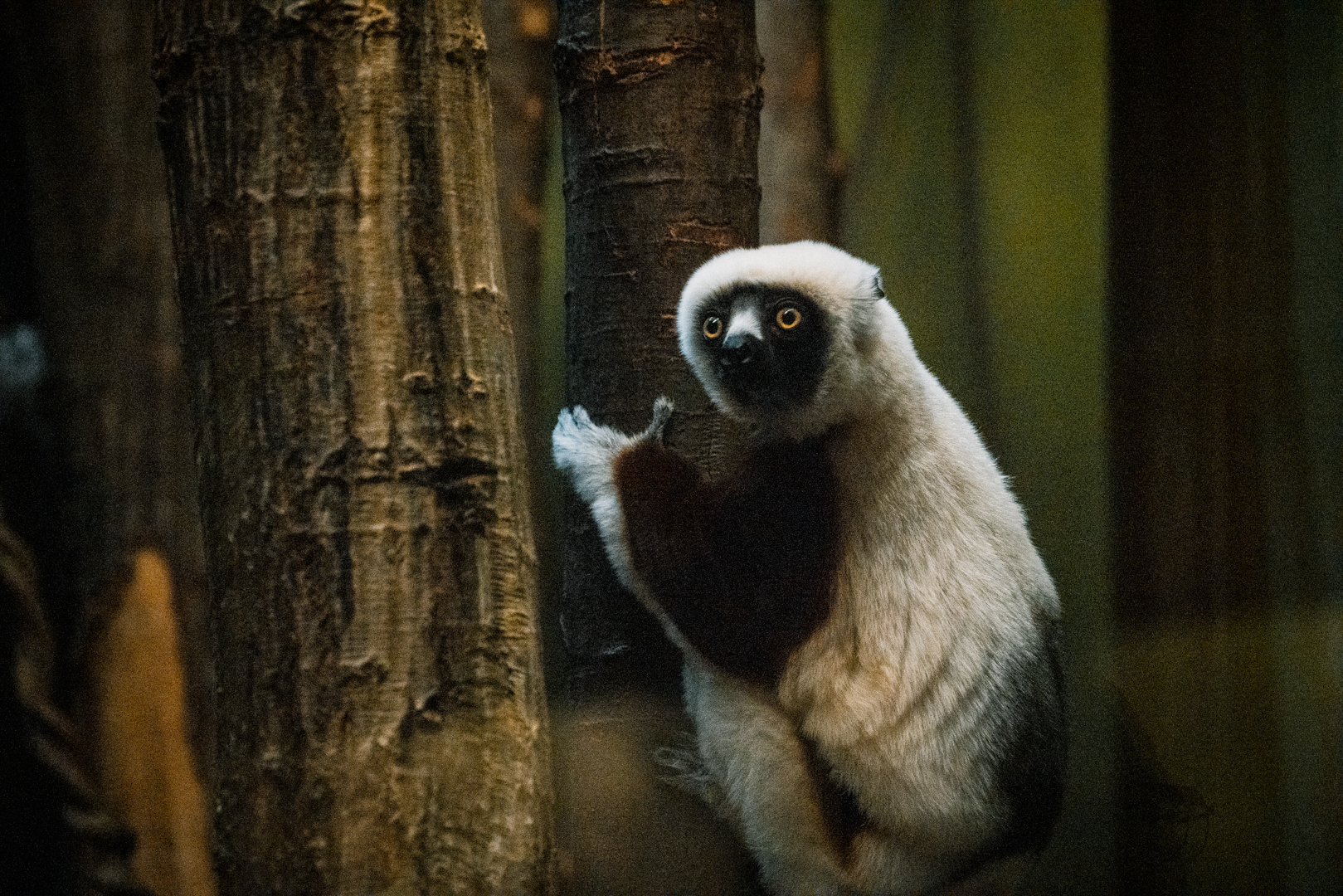 Coquerel's sifaka