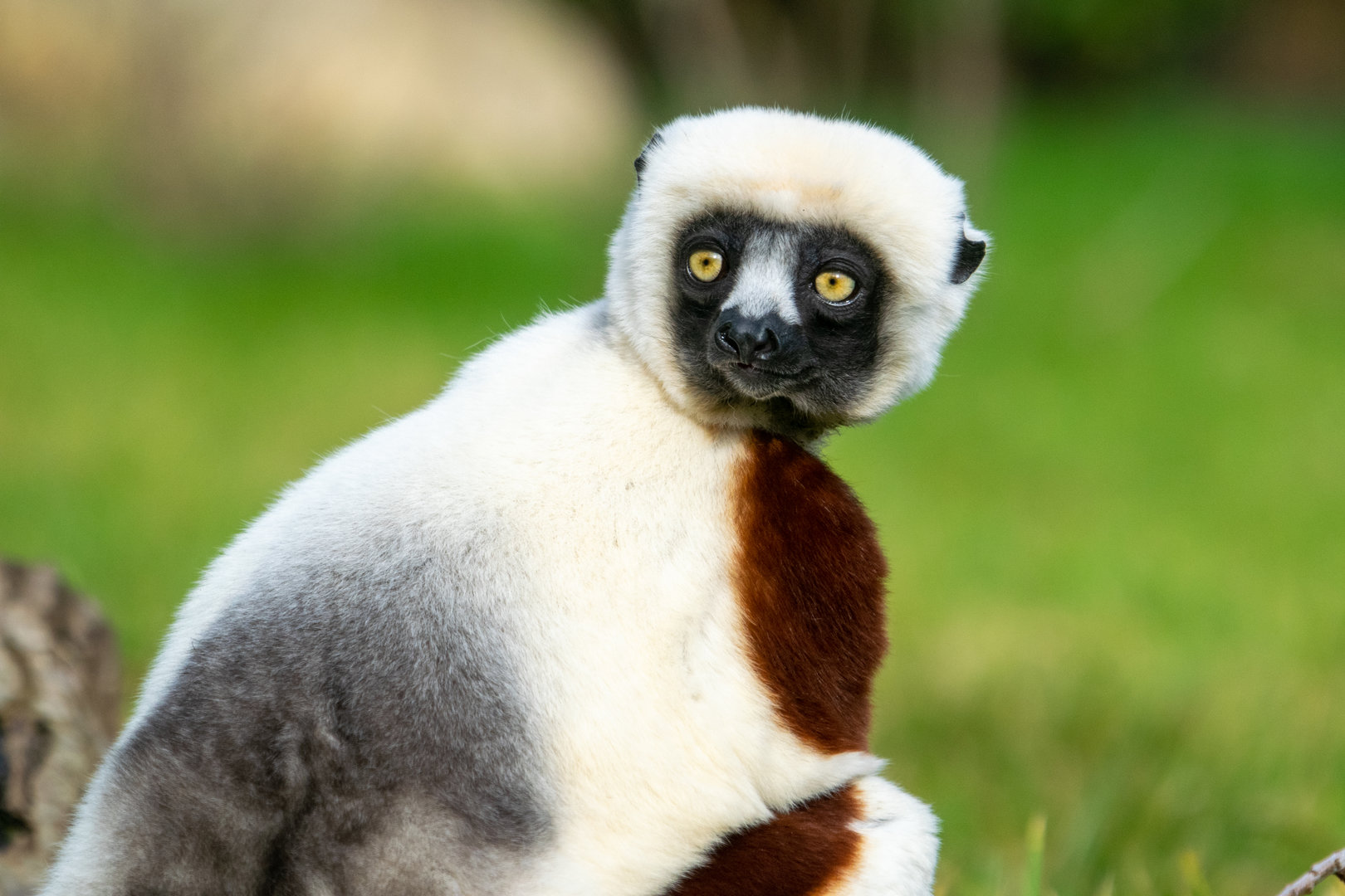 Coquerel's Sifaka