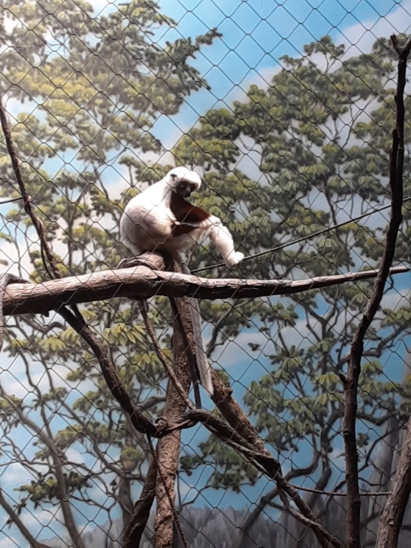 Coquerel's Sifaka