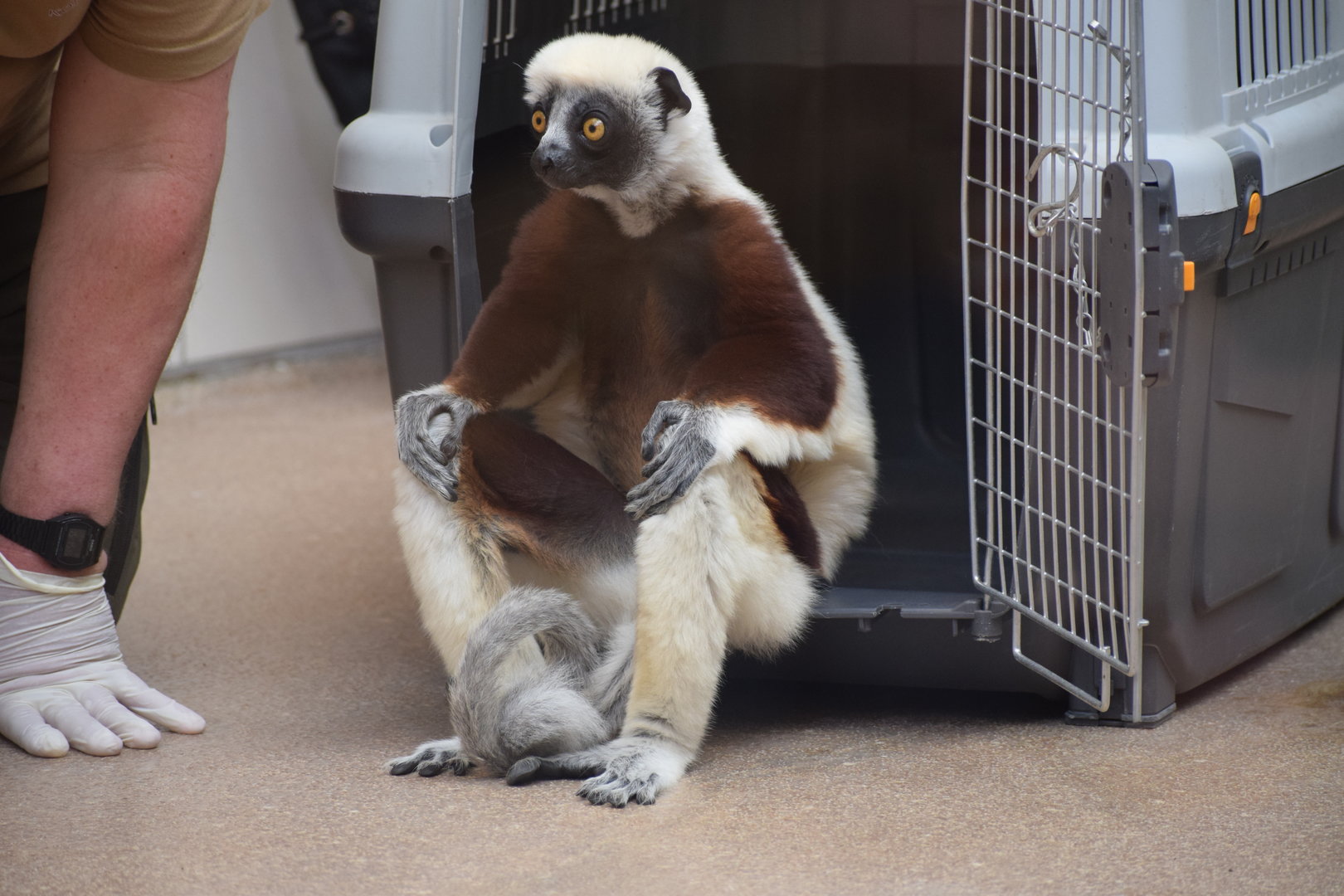 Coquerel's sifaka